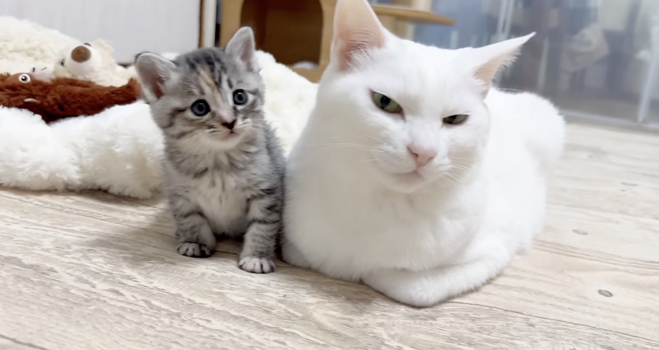 ピッタリくっつく2匹