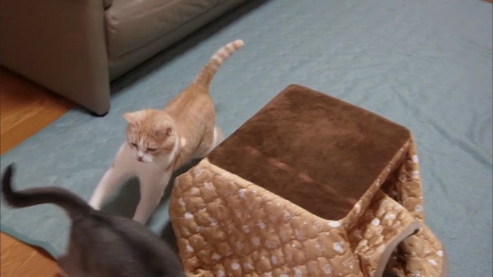 アビシニアンを追いかけるスコティッシュフォールド