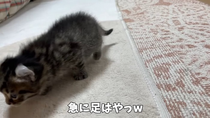 カメラの前を急ぐ子猫