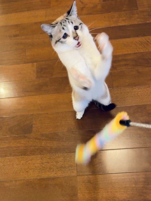 おもちゃで遊ぶ猫