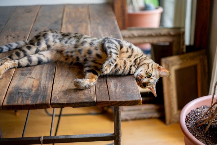 頭を落としてくつろぐ猫