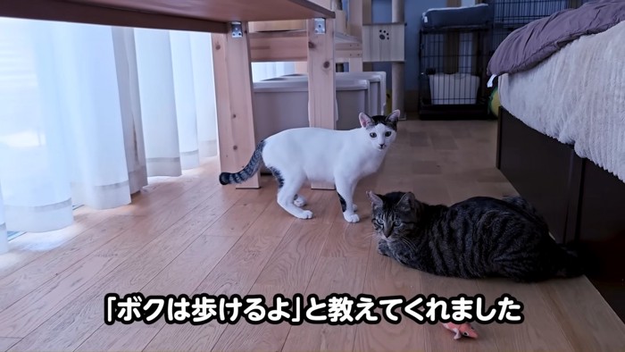 カメラのほうを見て立っている猫