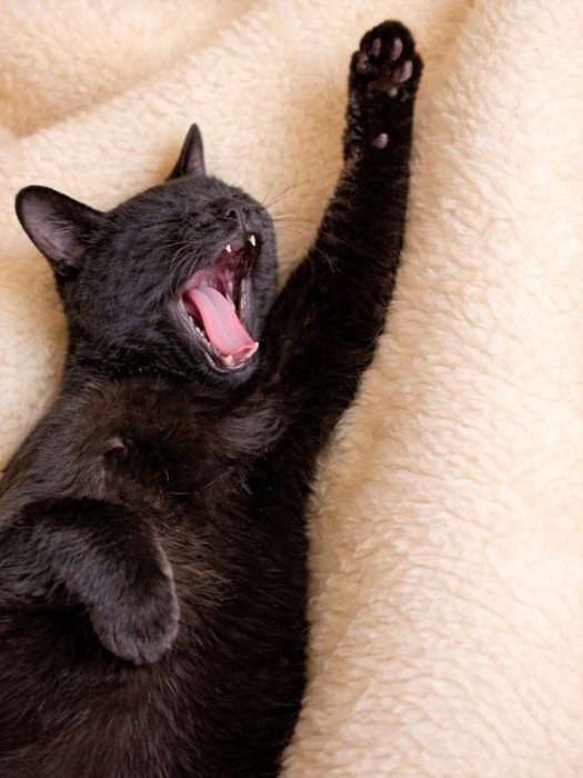 片手をあげてあくびしている黒猫
