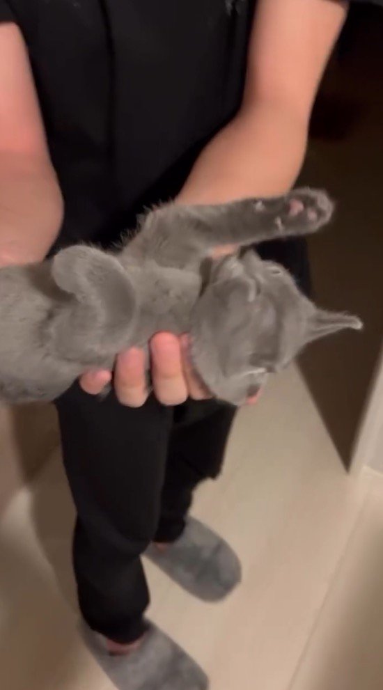 男性の手の中で熟睡する子猫