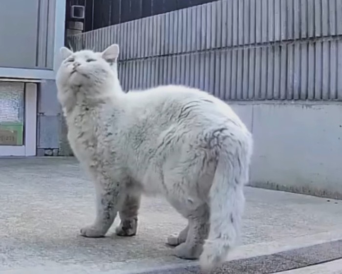 振り向いて上を見る猫