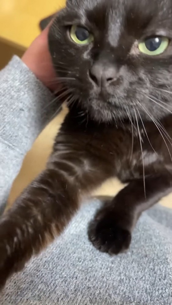 パパの足の上に跳び乗る黒猫