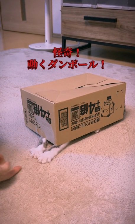 段ボール箱の下から手を出す猫