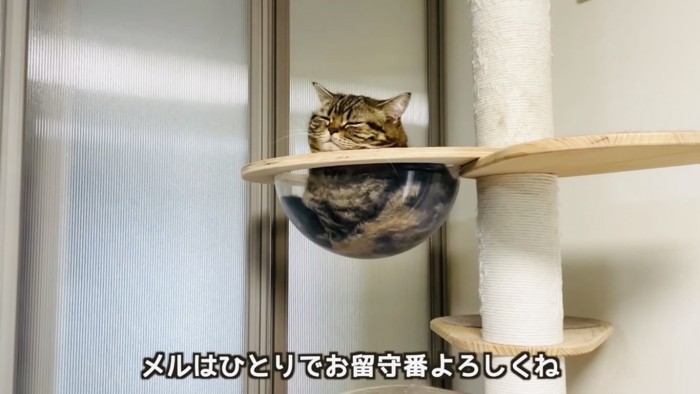 透明ボウルの中で眠るマンチカン