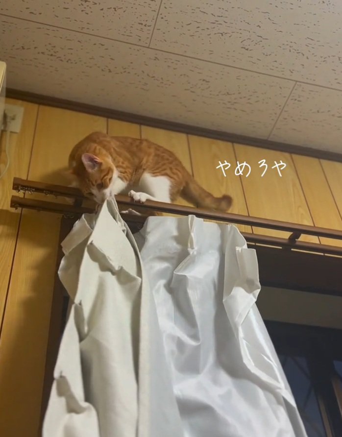 カーテンを外そうとするこっちゃん