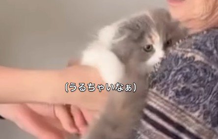 抱っこされる猫
