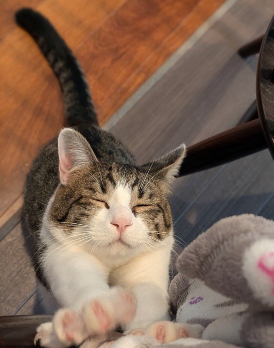 飼い主の足に前足を置いて目を細める猫