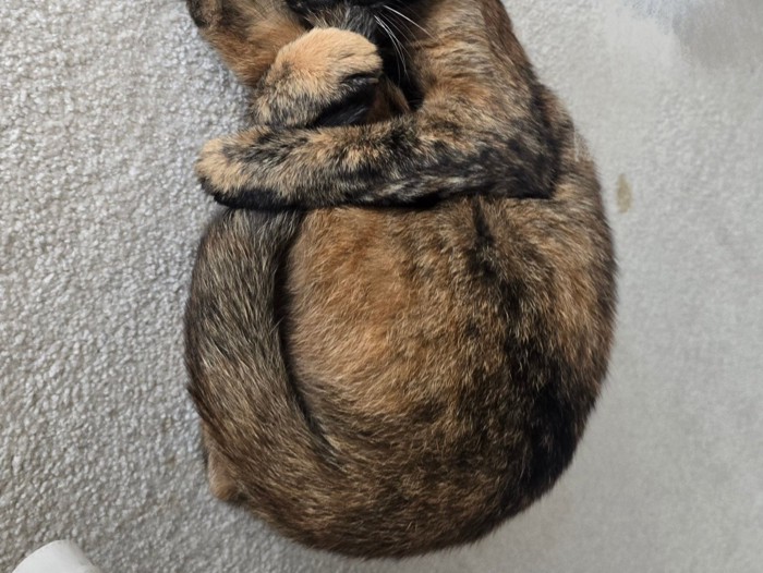 猫が前足で体を抱え込んでいる様子