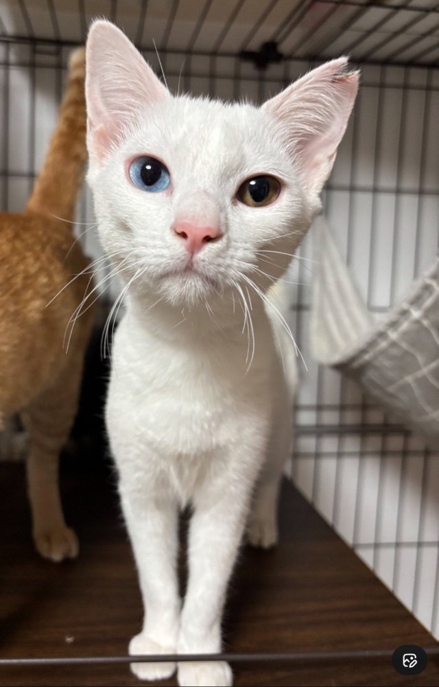 保護された白猫