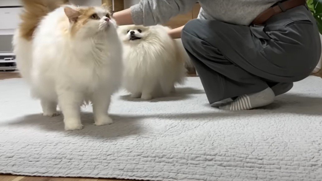 飼い主になでられる猫と犬