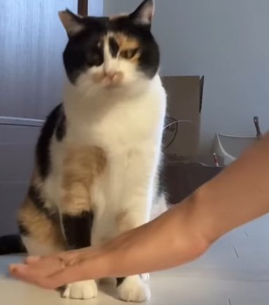 人の手と右斜め下を見る猫