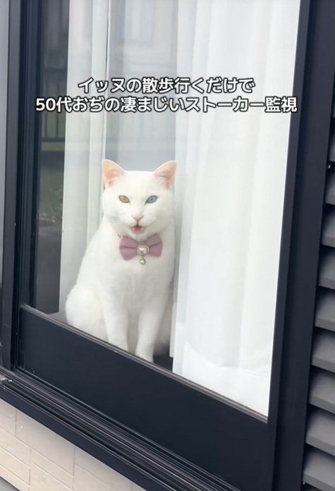 文句を言う猫