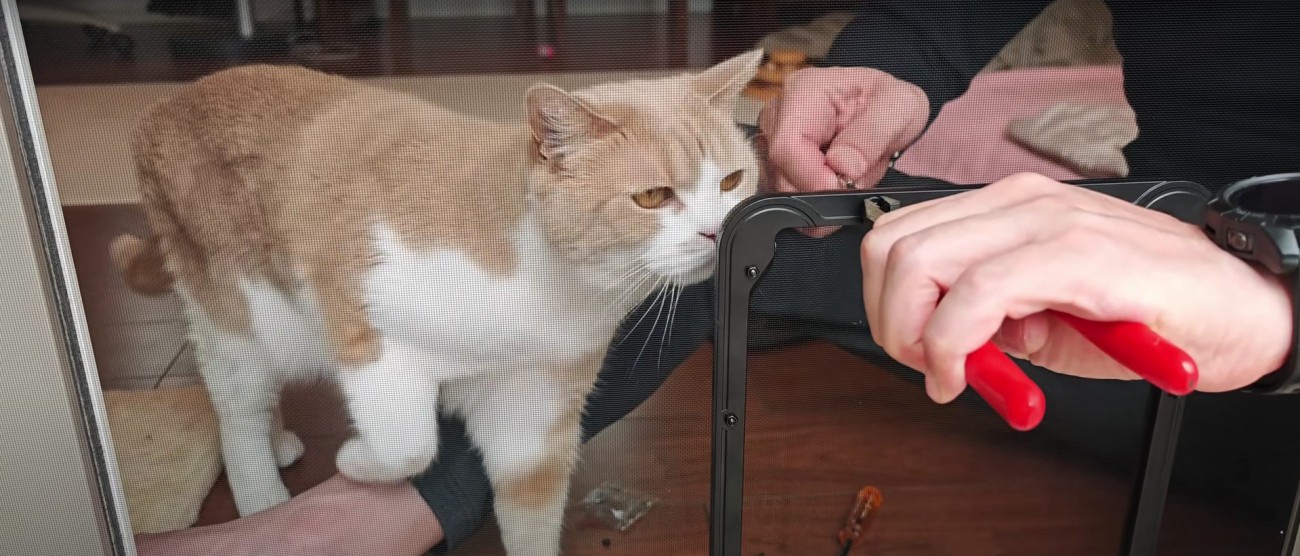 扉を設置している人とそれを見ている猫