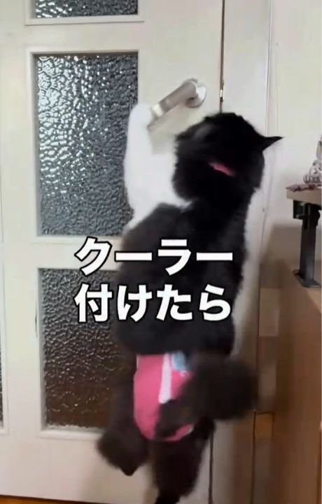 右後ろ足で立ちドアノブに前足を伸ばす猫