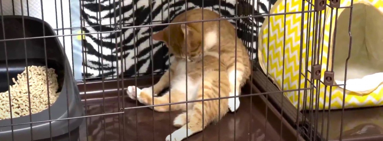 毛づくろいをする猫%%お腹をペロペロ