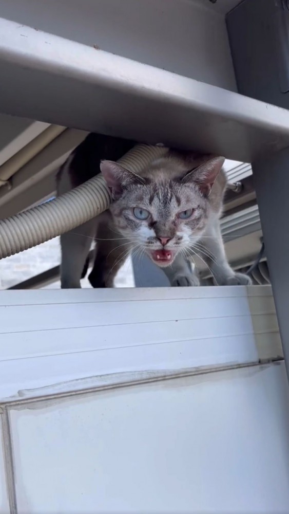 プレハブ冷凍庫の上で降りられなくなった猫