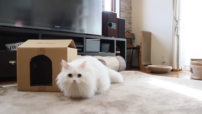 見つめるシロちゃん