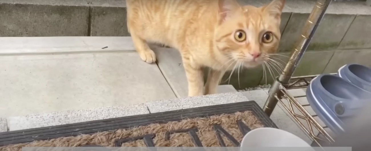 ご飯を食べる猫