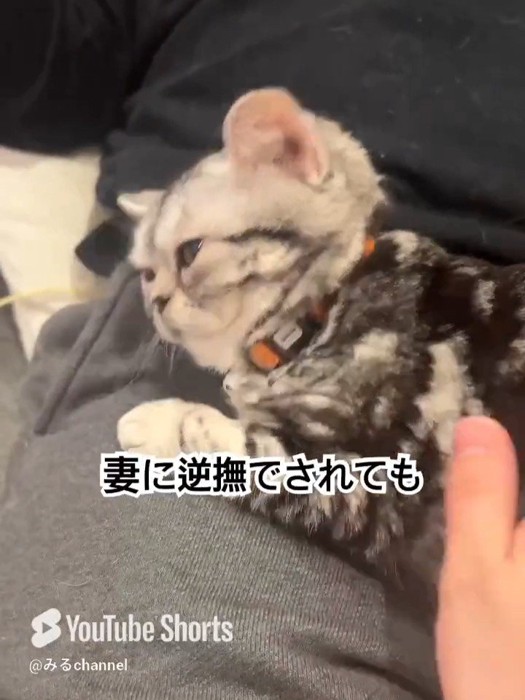 顔をあげた猫