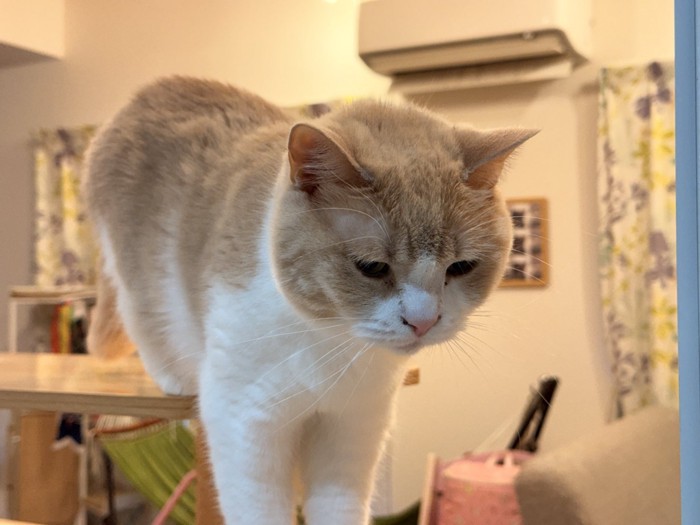 前のめりな猫
