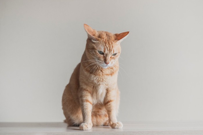 イカ耳状態の茶トラ猫
