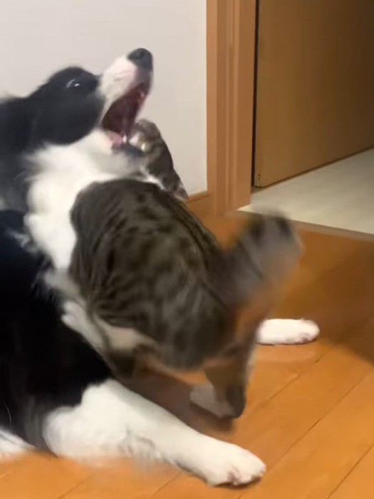 口を開けて上を向く犬