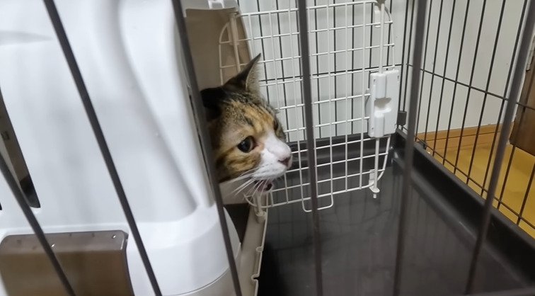 威嚇する猫