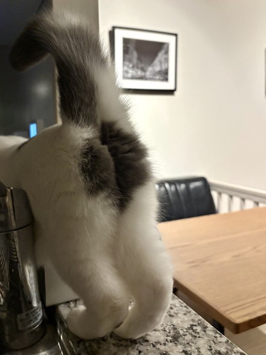 キッチンを物色するフクちゃん