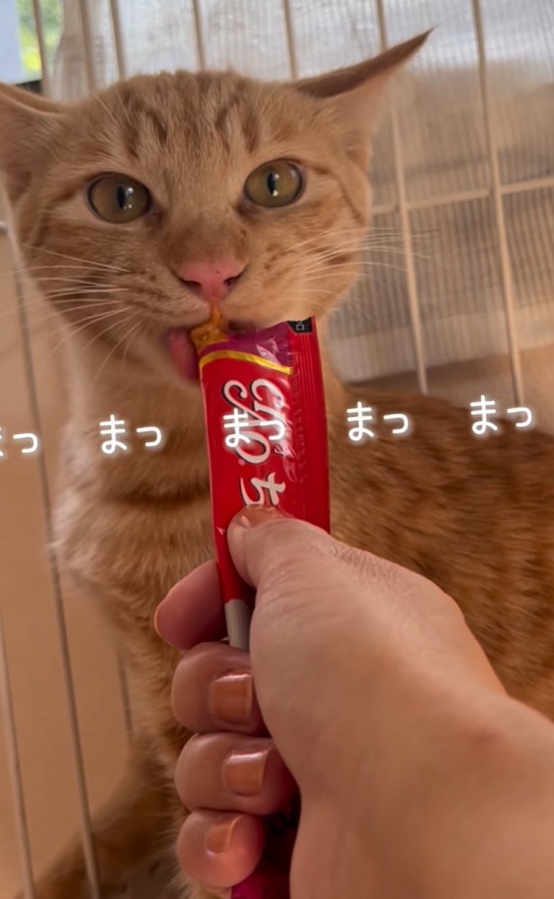 おやつを食べる猫2