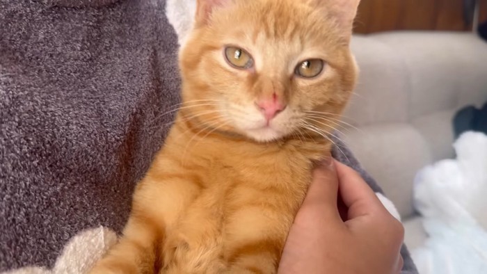 鼻を怪我した子猫