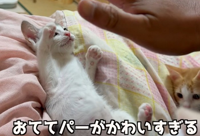 両手を広げる子猫(おててパーがかわいすぎる)