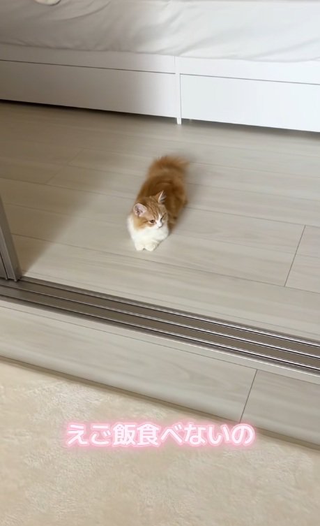 床に座り込むマンチカン