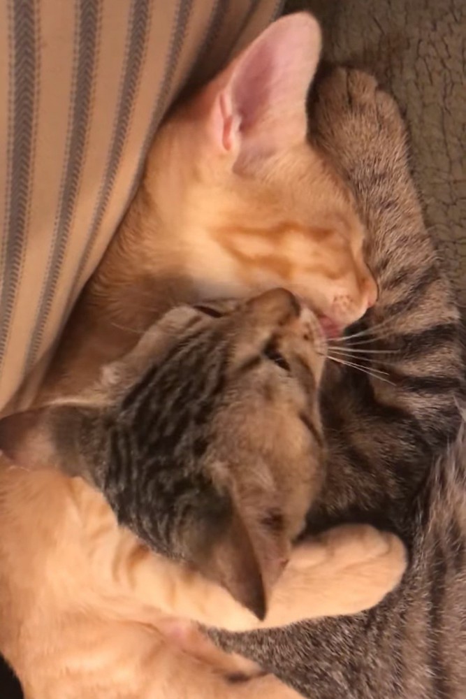 茶トラ猫を舐めるキジトラ猫