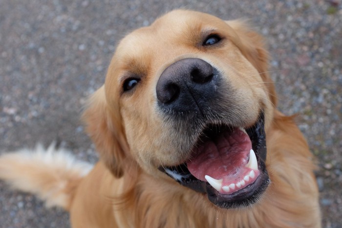 ご機嫌なゴールデンレトリバー犬