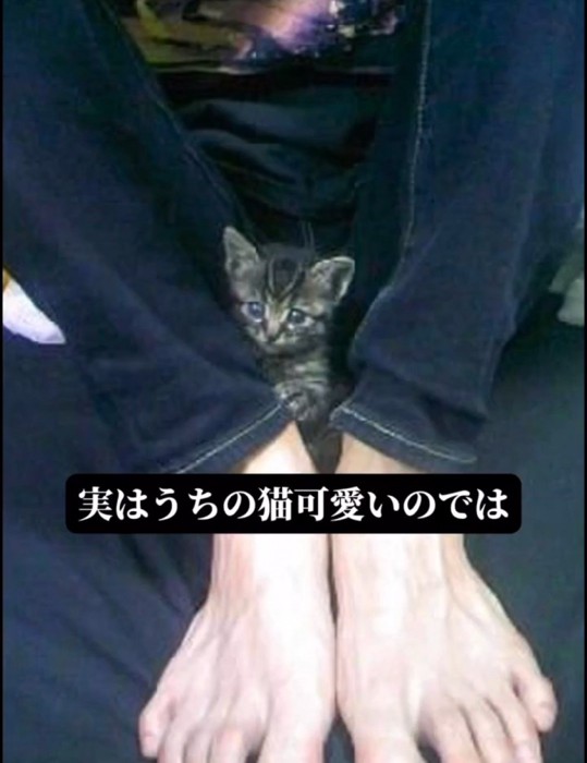 飼い主さんの足の間にいる子猫