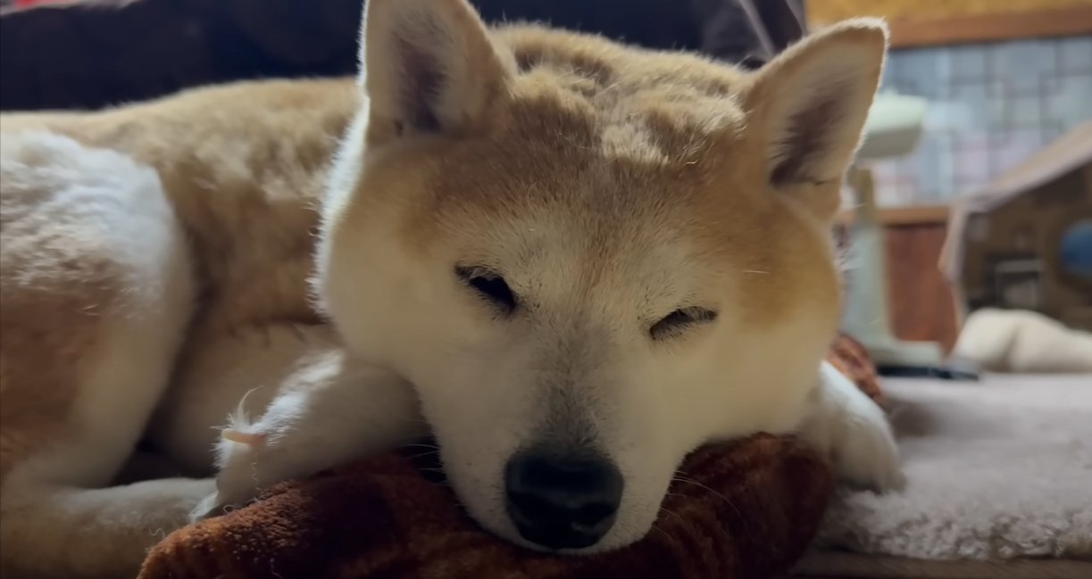 眠る柴犬