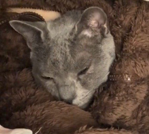 飼い主の服の中から顔を出して眠る猫