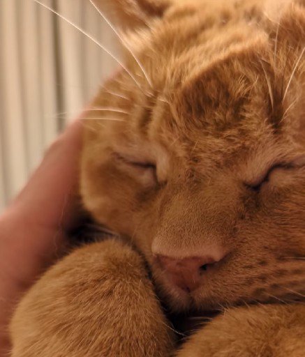 マッサージしてもらう猫