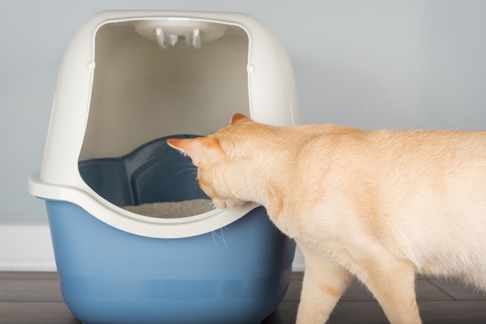 猫トイレの中をのぞく猫