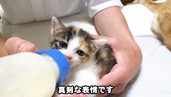 真剣な表情でミルクを飲むミケ子猫