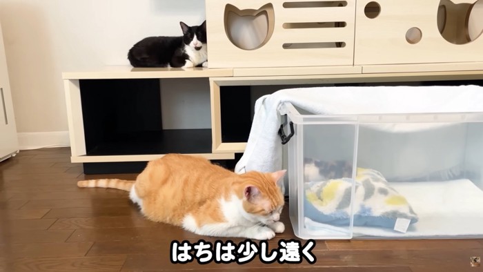 テロップ「はちは少し遠く」