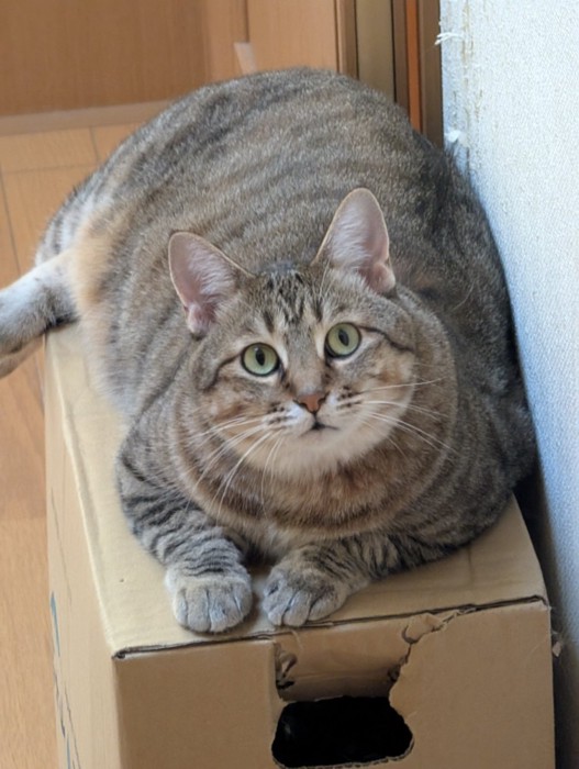 正面を向くキジトラ猫