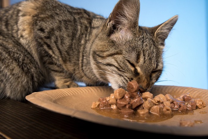 ごはんを食べる猫