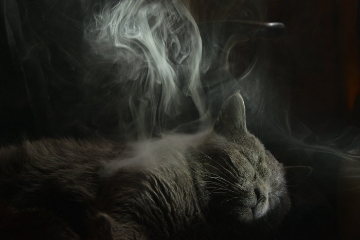 煙の中で寝ている猫