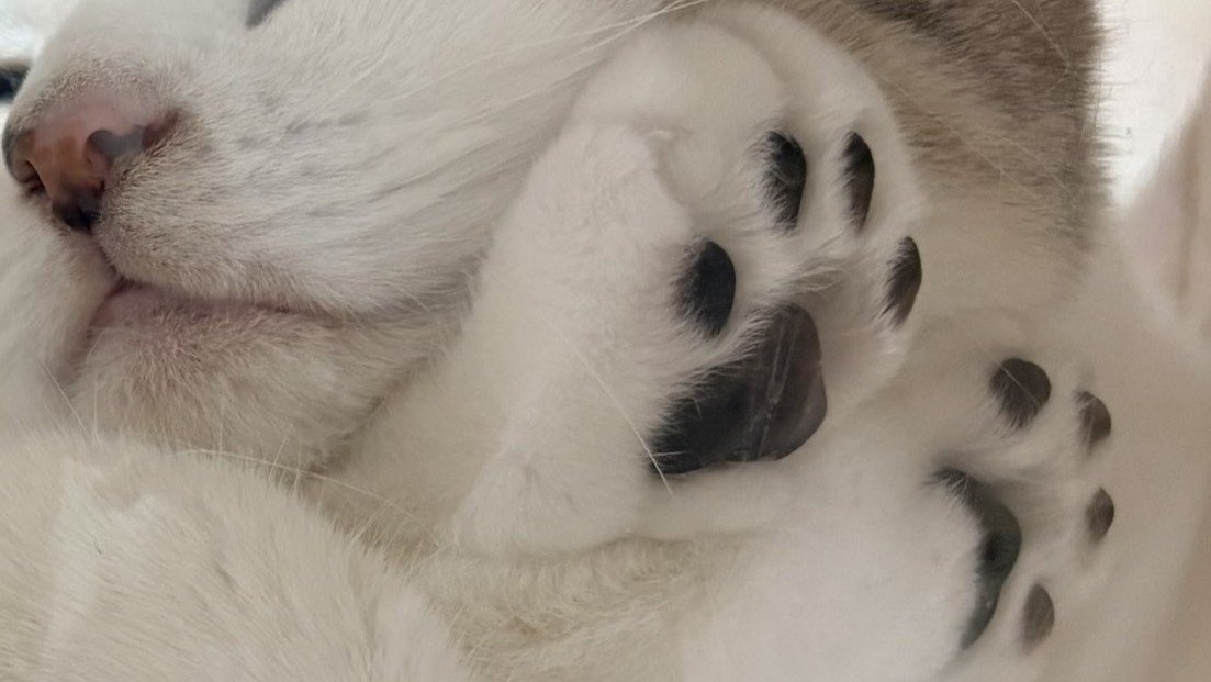 透明ボウルから覗く猫の肉球