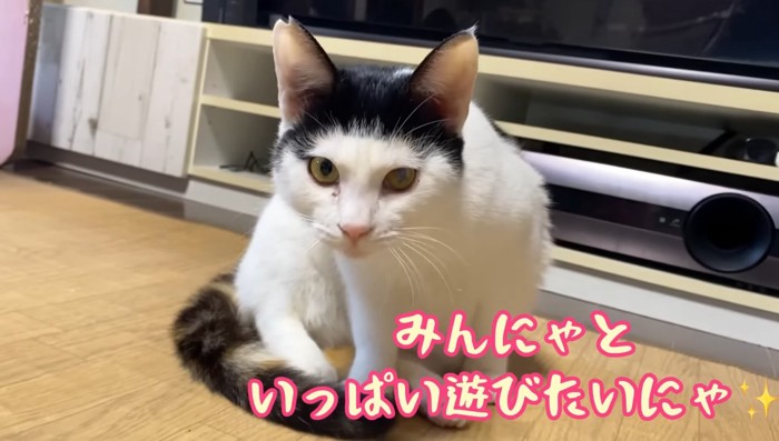 いっぱい遊びたいにゃ